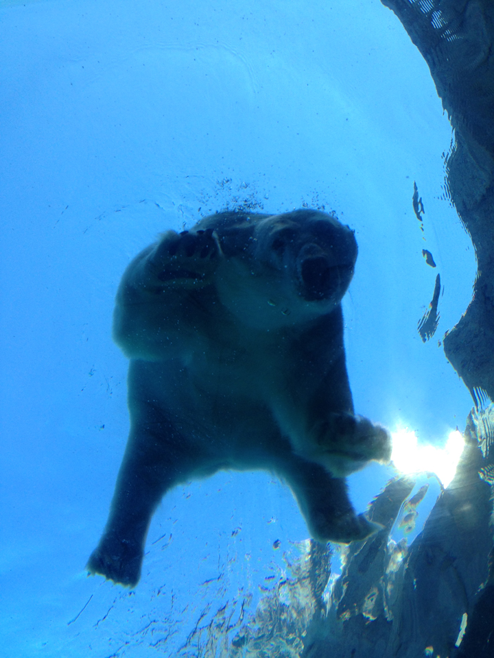 polar bear Assiniboine Park Zoo Journey to Churchill