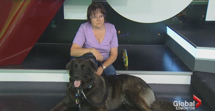 Timber sits in the Global Edmonton studios Saturday, July 5, 2014.