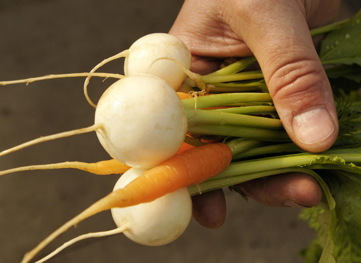 Turnips and carrots picked from a greenhouse.