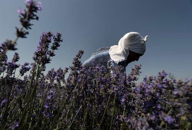 Bulgaria tops lavender oil producers ranking