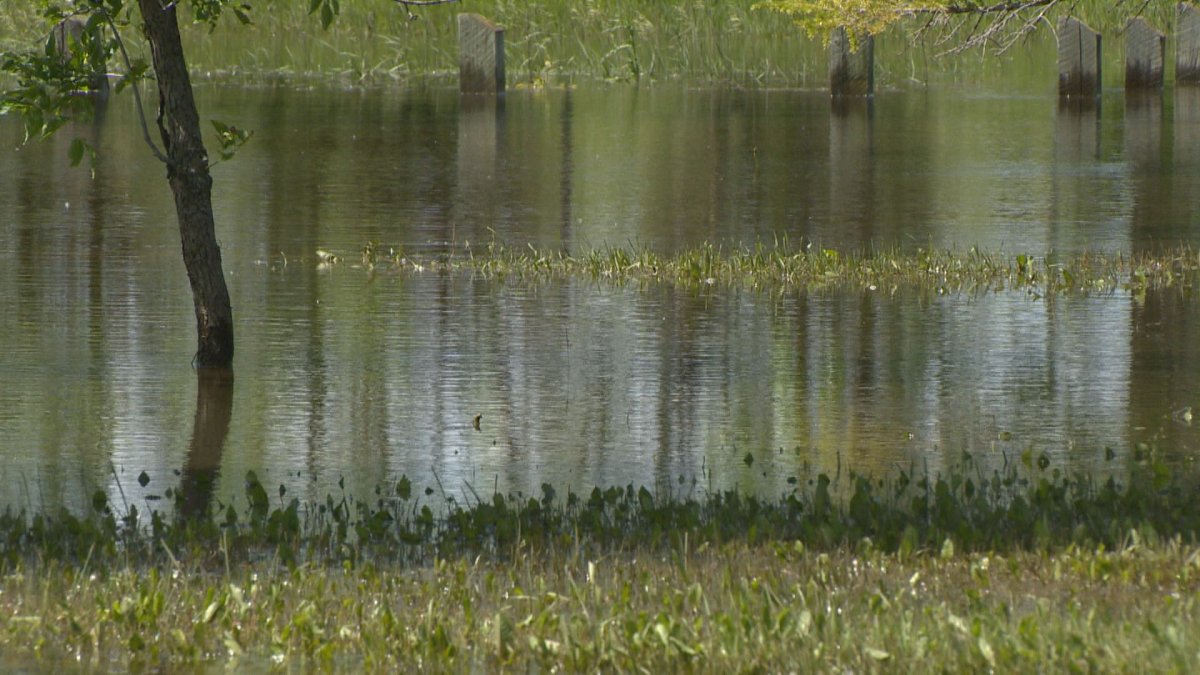 Regina has received so much rain over the last week the city has been forced to release partially-treated and untreated wastewater into Wascana Creek.