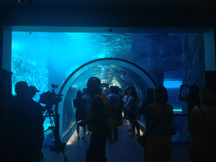 Media enter a tunnel below the polar bears' swimming pool in the Journey to Churchill exhibit at Assiniboine Park Zoo in Winnipeg.