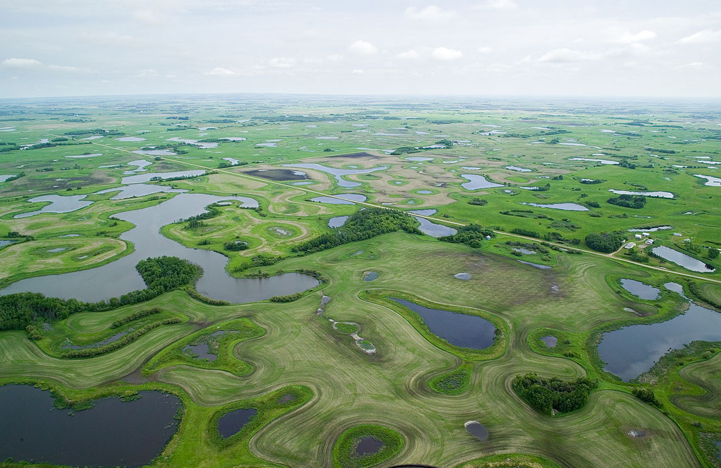 Wetlands play a crucial role in both drought and flood conditions and their loss is being felt across the Prairies.