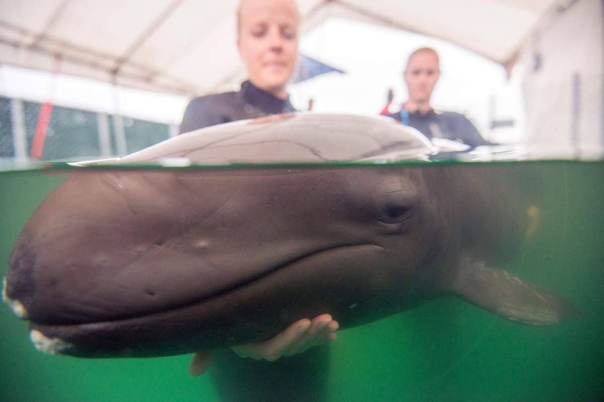 False killer whale calf shows signs of improvement - image