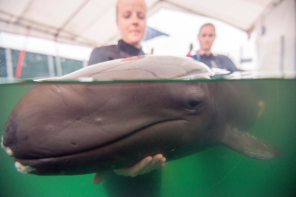 UPDATE: Stranded false killer whale calf shows signs of improvement - image