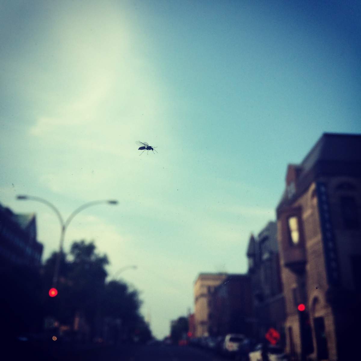 Where did these winged ants come from?.