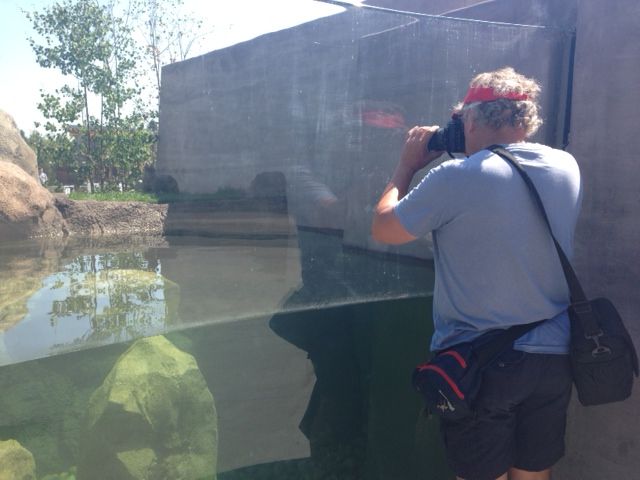 A visitor of the Edmonton Valley Zoo takes a photo of otters, Sunday, July 13, 2014. 