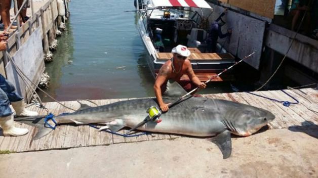 Fisherman Ryan Spring of San Antonio stands next to 809-pound tiger shark caught in the Gulf of Mexico on August 3, 2014.