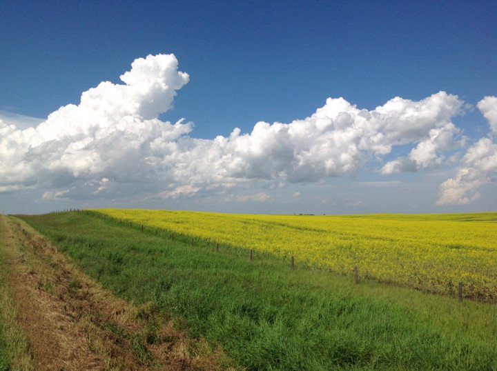 Aug. 20: This Your Saskatchewan photo was taken by Paul Koo just south of Findlater.