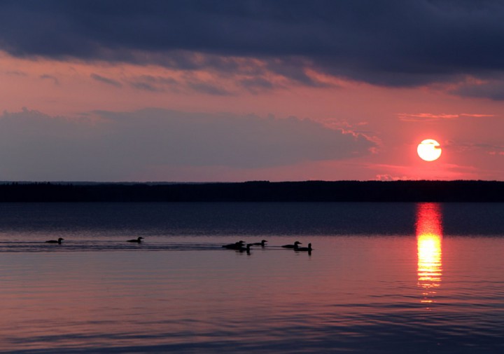 Aug. 22: This Your Saskatchewan photo was taken by Tejvir Sidhu of some loons in Prince Albert National Park.