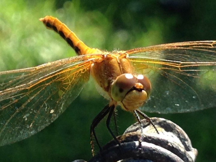 Aug. 25: This Your Saskatchewan photo was taken by Trudy Tarasoff at Mistusinne on Diefenbaker Lake.