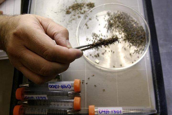 Culex tarsalis mosquitoes.