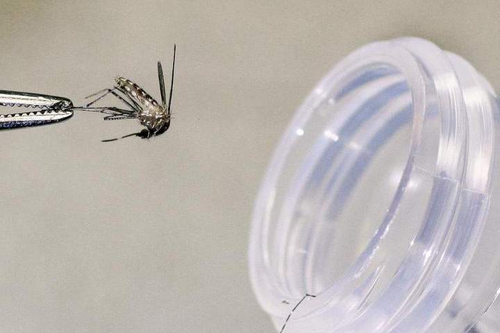 The first culex tarsalis mosquitoes infected with West Nile Virus have been detected in Manitoba.