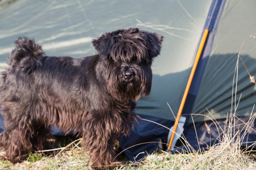 All of Ontario's provincial parks are pet-friendly, but not every location is created equal.