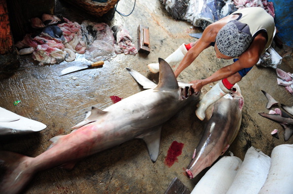 A worker cuts the shark fins at Muncar Port on May 25, 2014 in Banyuwangi, Indonesia.