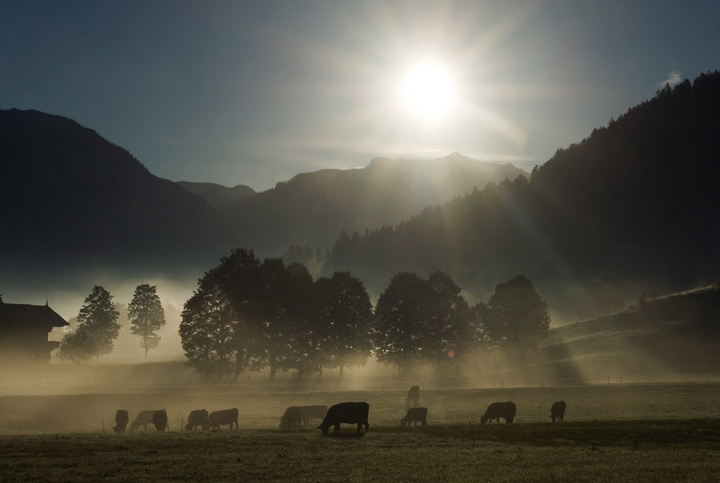 Cattle graze on a slightly fog covererd meadow in Kirchberg, in the Austrian province of Tyrol.