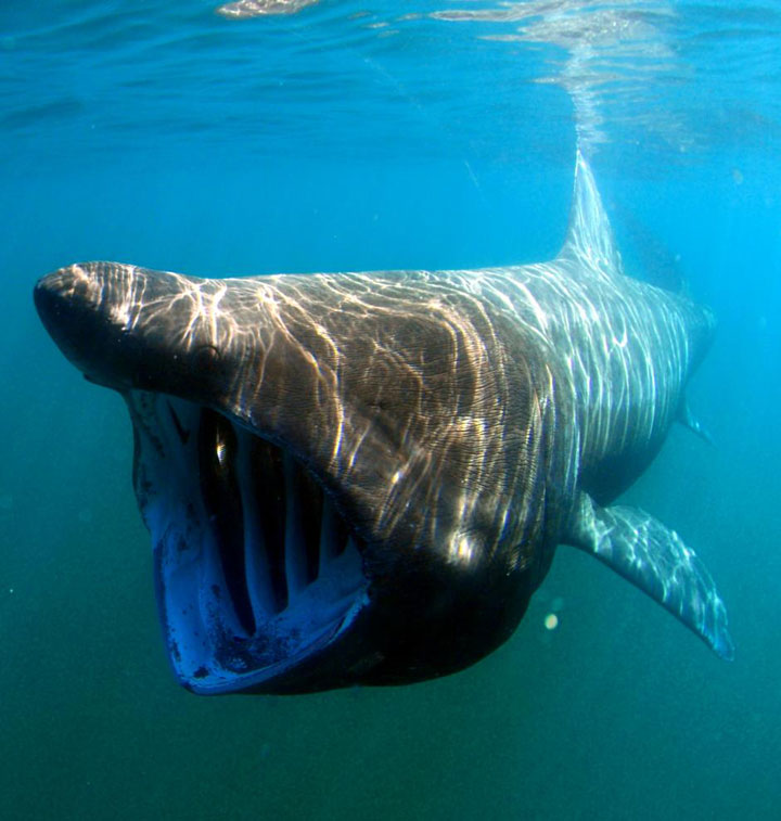 The basking shark is the second largest living fish in the world. It is a slow-moving and harmless filter feeder.