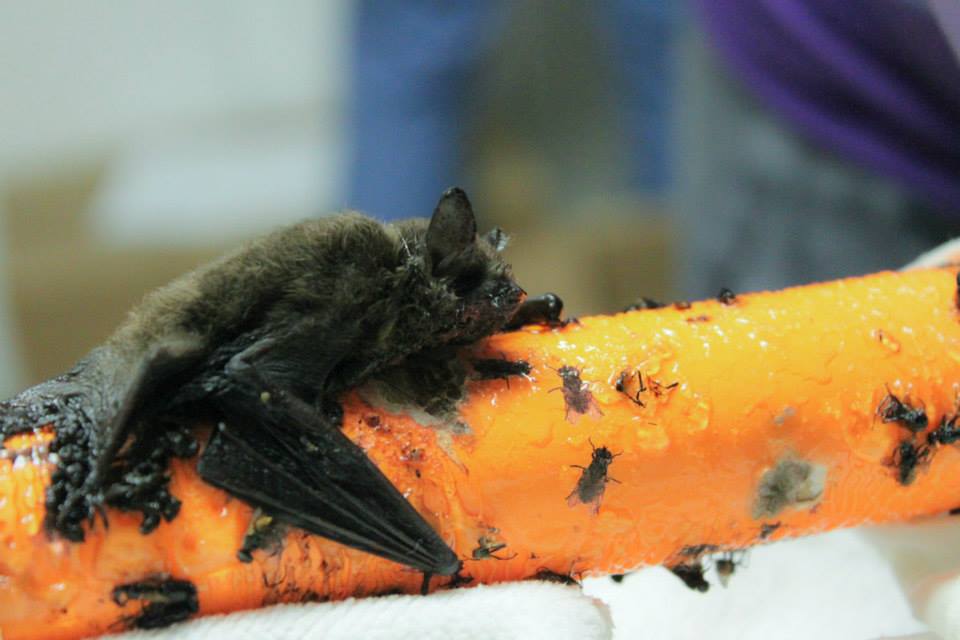 Wildlife Rescue Association has a warning after six bats caught in glue trap in Abbotsford - image