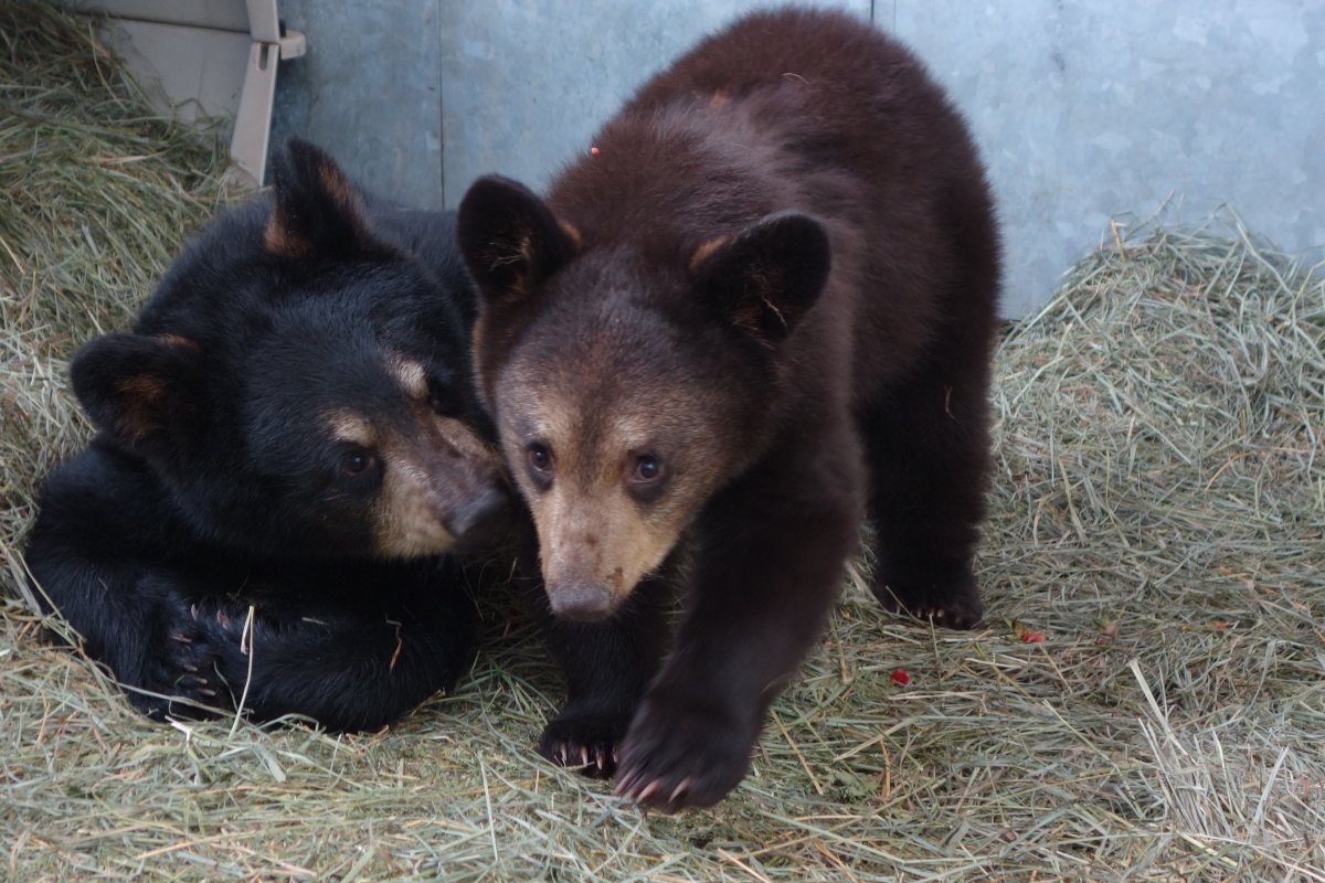 Two bear cubs are the newest residents of the Calgary zoo. 