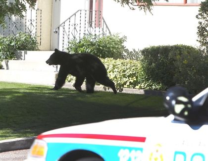 Calgary police do their best to corral a black bear in the community of Lakeview in Calgary, Alta. on Wednesday August27, 2014. 