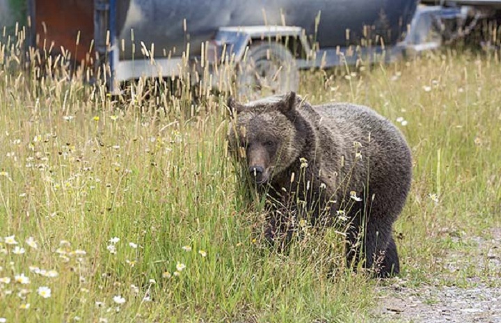 An orphaned, yearling grizzly dubbed Littlefoot is once again out in the wilds of southeastern British Columbia.