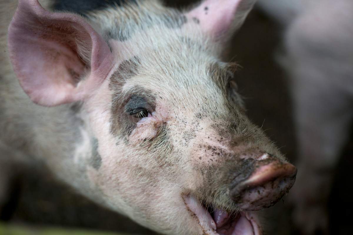 he Canadian Press Images/Keith Levit.