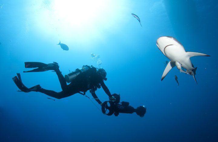A shark keeps a close eye on a Catlin Survey diver.