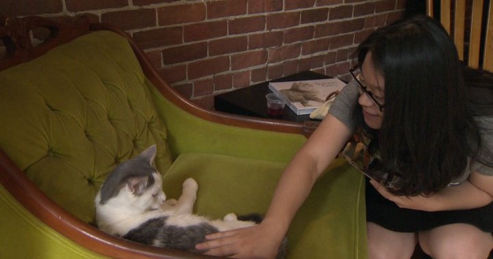 North America s first cat  cafe  opens in Montreal 