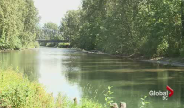 The Cowichan River is reaching dangerously low levels.