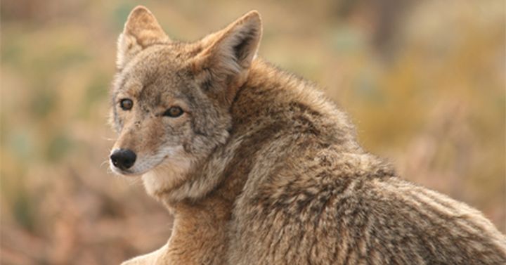 coyote