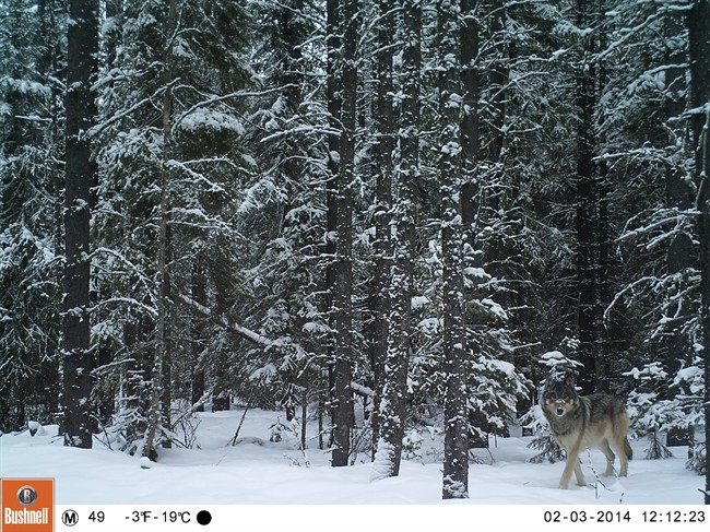 Alberta’s foothills carved up by seismic lines - image