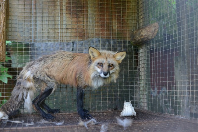 A fox is seen in this undated handout photo. Animal welfare advocates are calling for the immediate removal of foxes and minks they say are being housed in inhumane conditions south of Montreal.