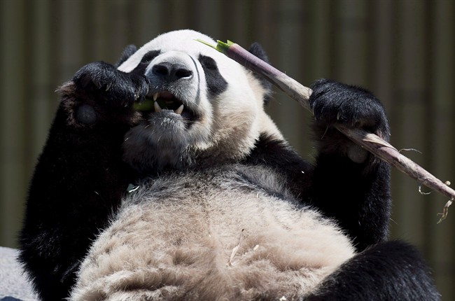 Da Mao the panda eats bamboo at the Toronto Zoo on May 16, 2013.