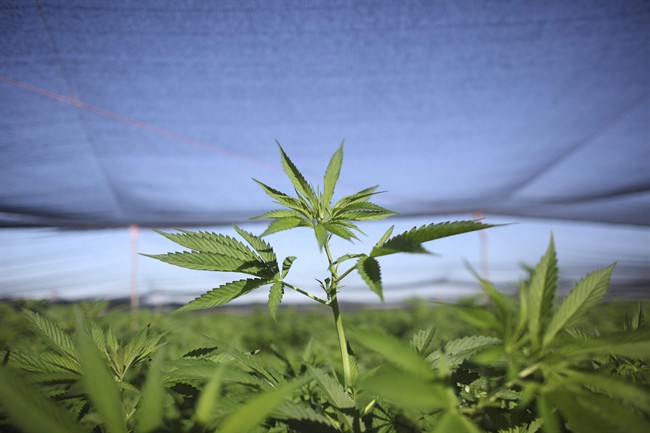 A marijuana plant stands amid a plantation discovered near San Quintin in Baja California state, Mexico, Friday, July 15, 2011.