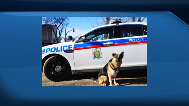 This seven-year-old German Shepherd passed away after a short bout with cancer.