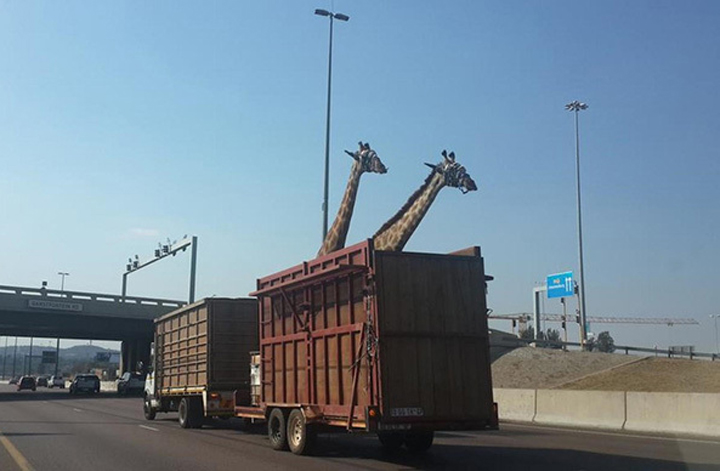 Those responsible for the death of a giraffe whose head struck a South African highway overpass while it was being transported in a truck will likely be prosecuted under animal protection laws, an official said Friday.