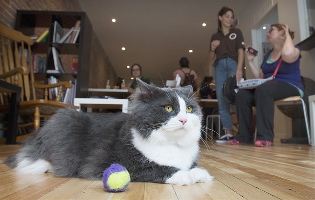A cat relaxes at North American's first cat cafein Montreal in 2014.