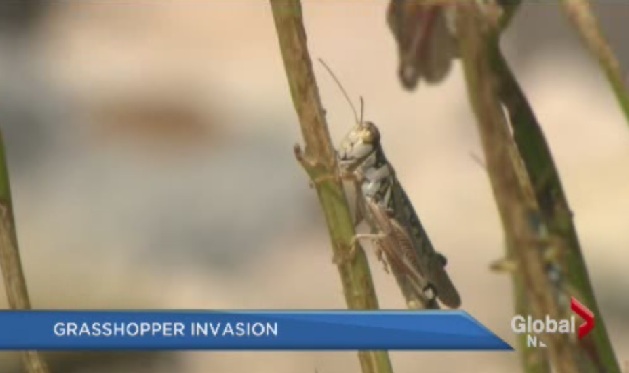 Grasshoppers everywhere!