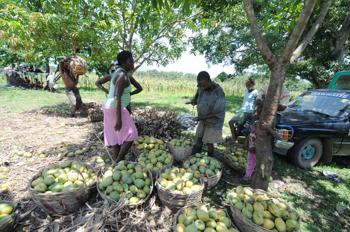 Haitians harvest mangoes