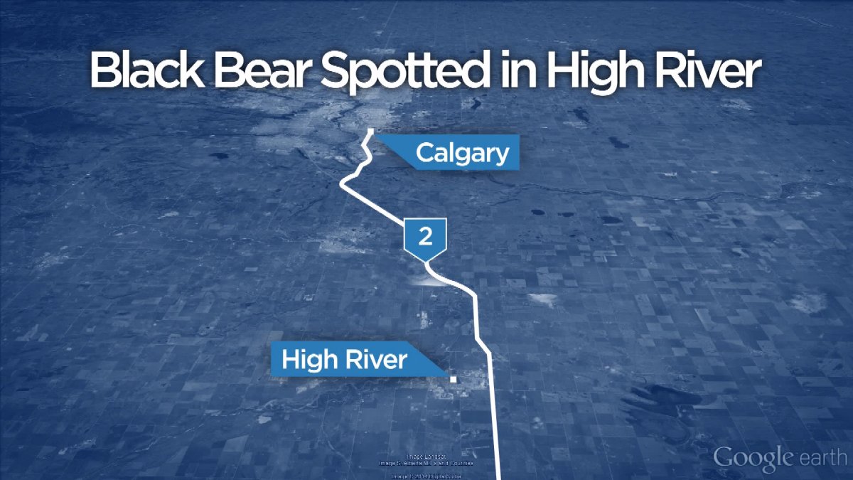 Black bear spotted in High River - image