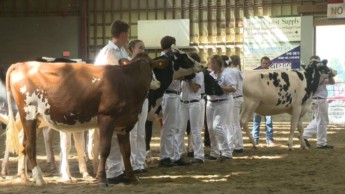 Participants in a  4-H dairy competition at the Interior Pacific Exhibition being judged on showmanship.  