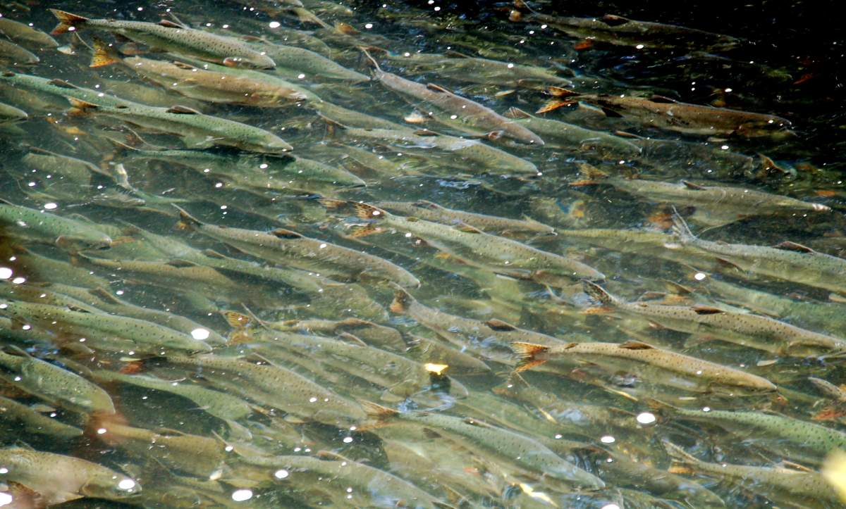 Julie Collis – Quinsam River, Campbell River