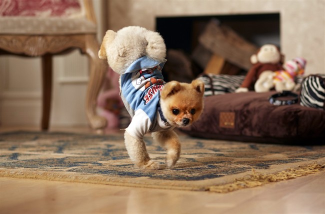 In this Oct. 4, 2013 photo provided by Guinness World Records, Jiff, a 4-year-old Pomeranian, walks on his two front legs on the floor in his Los Angeles home. Jiff blazed into the 60th edition of the Guinness World Records book due out Sept. 10, 2014 after running 10 meters (9.1 yards) on his hind legs in 6.56 seconds and 5 meters (4.55 yards) on his front paws in 7.76 seconds. (AP Photo/Guinness World Records, Kevin Scott Ramos).