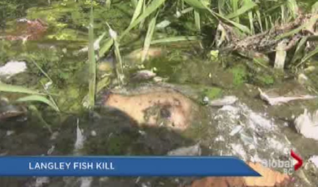 Dead fish washing up in Langley.