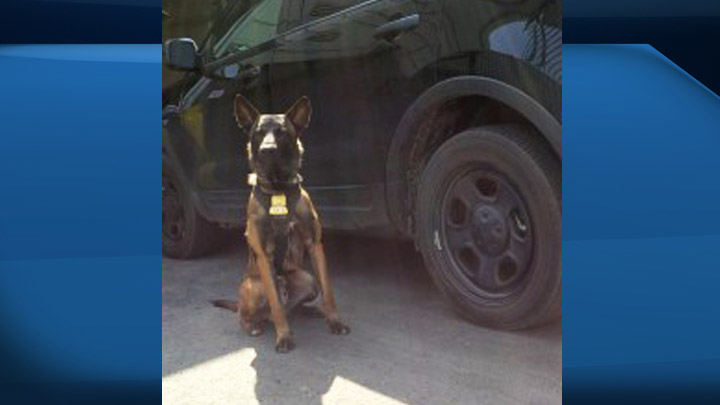 Newly trained Saskatoon police dog Matrix is already fighting crime in the city.