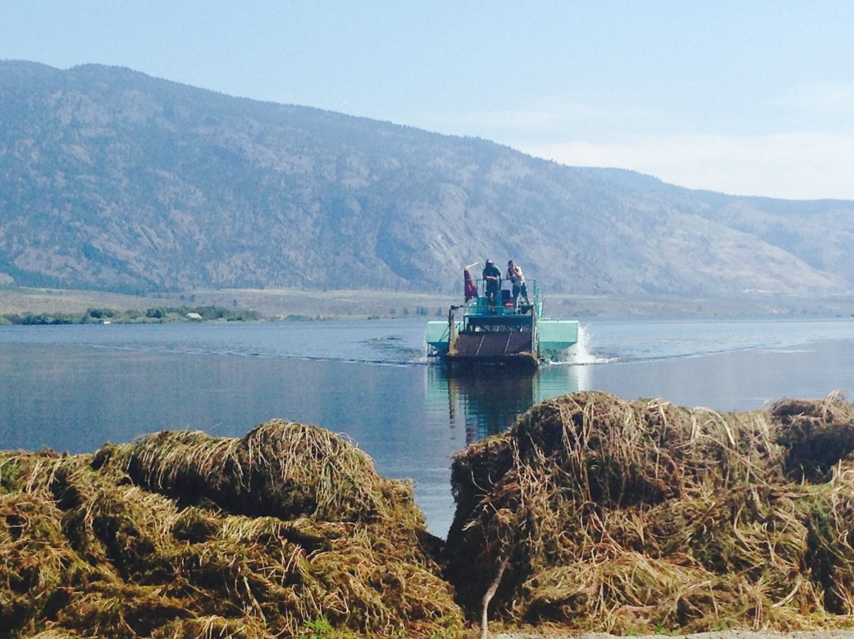 Milfoil mowers harvests piles of the weed daily during the summer on Okanagan lakes.