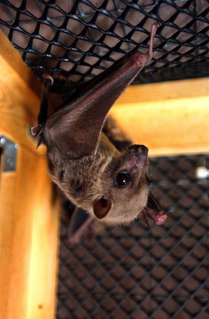 Marburg bat