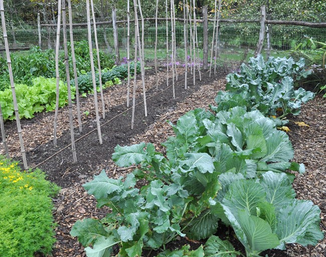 How to grow fall vegetables