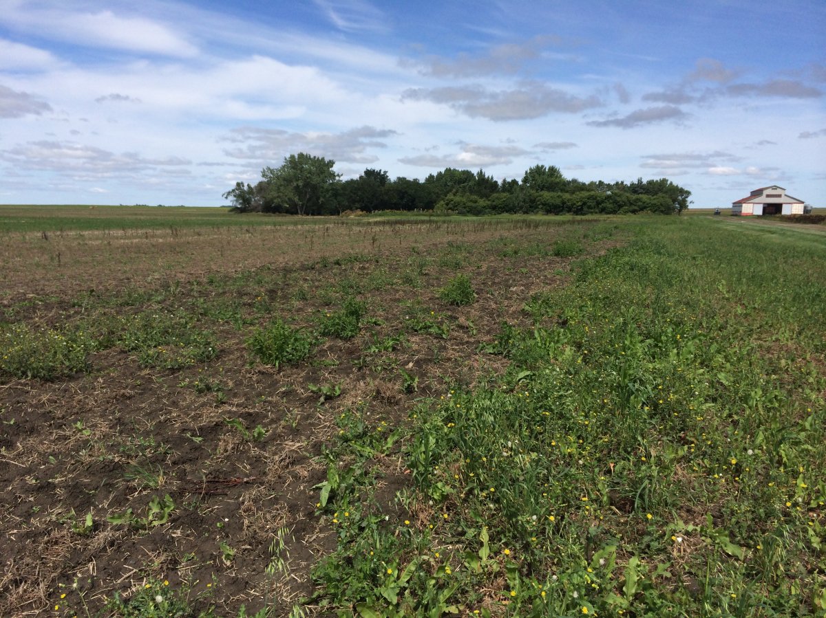 Bill Gehl lost his entire field of peas back in July to the rain, accounting for a loss of 20 per cent of his crop.