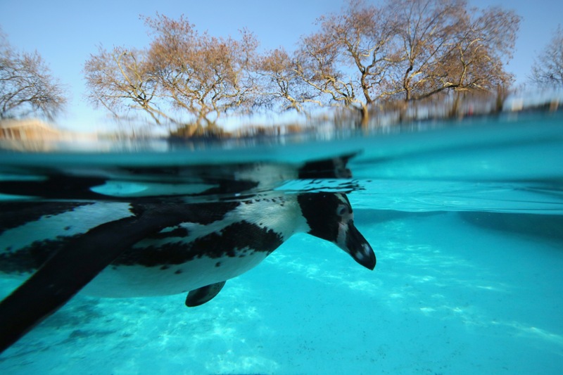 A Penguin swims at the  ZSL London Zoo's penguin exhibit in January 2, 2014 in London, England. (Photo by Oli Scarff/Getty Images).